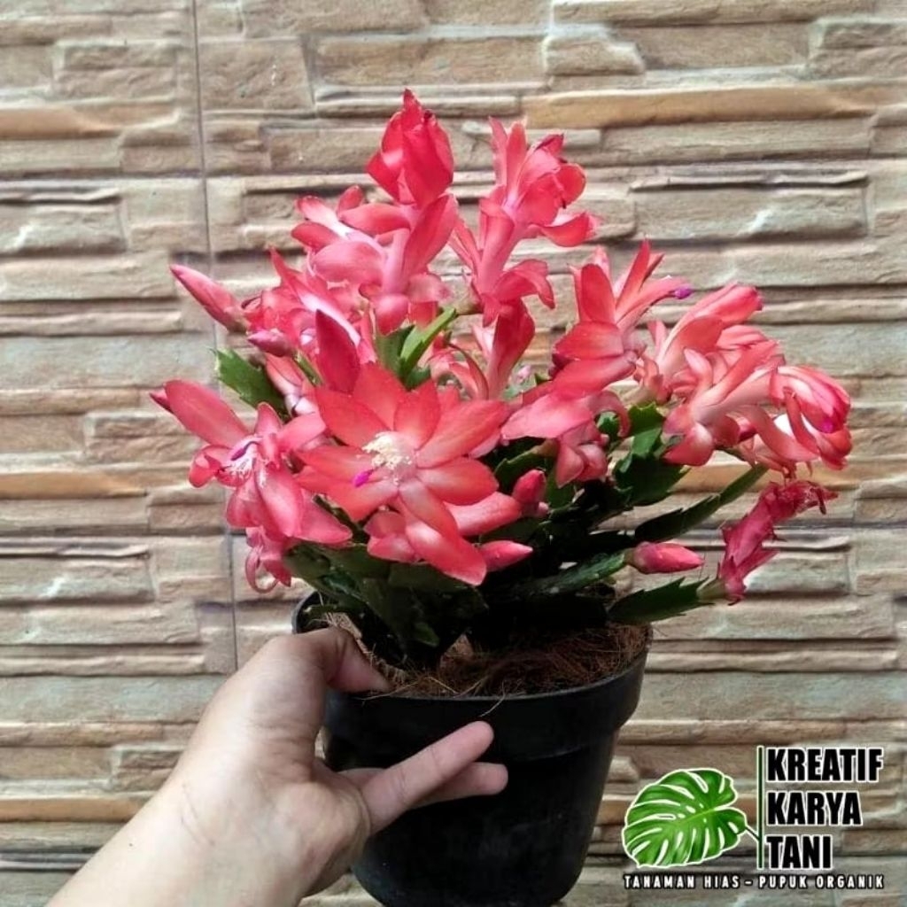 Tanaman Hias Wijaya Kusuma Kepiting - Wijaya Kusuma Kepiting