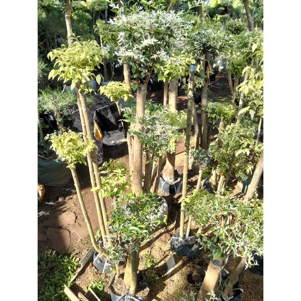 Anting Putri salju cabang4 bonsai taman anting Putri salju