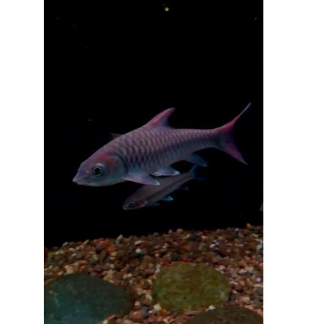 Tor Sinensis/Masher Import China