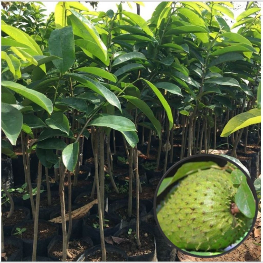 Bibit Sirsak Madu Merah Jumbo (Beli 2 Gratis 1)Bonus Pupuk