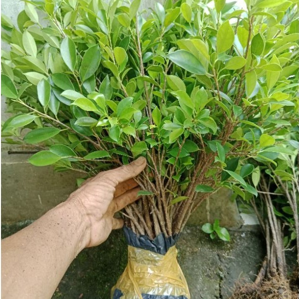 10 Batang Bibit Beringin Kimeng Cangkok – Bahan Bonsai Berkualitas Tinggi