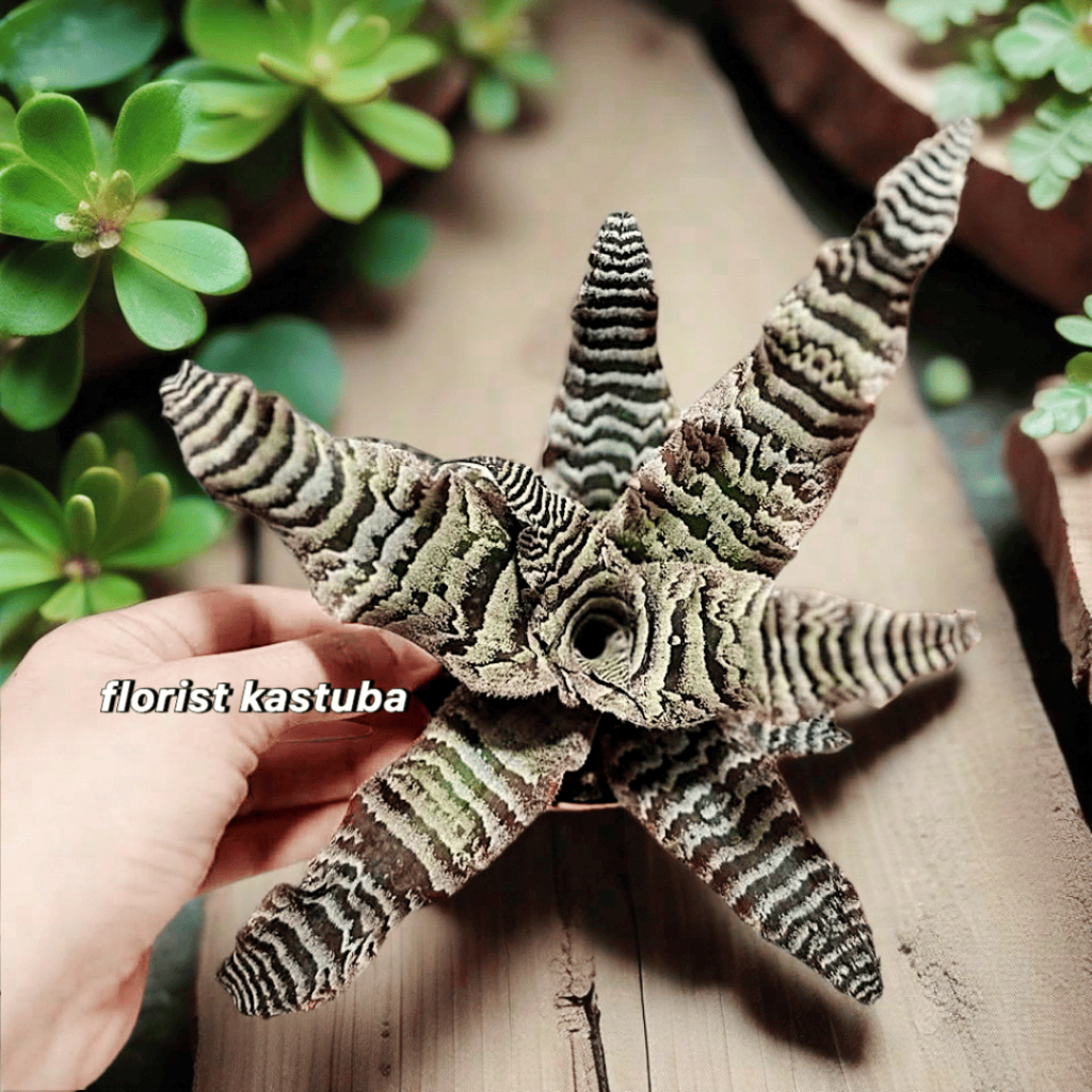 tanaman cryptanthus zonatus zebrinus promo