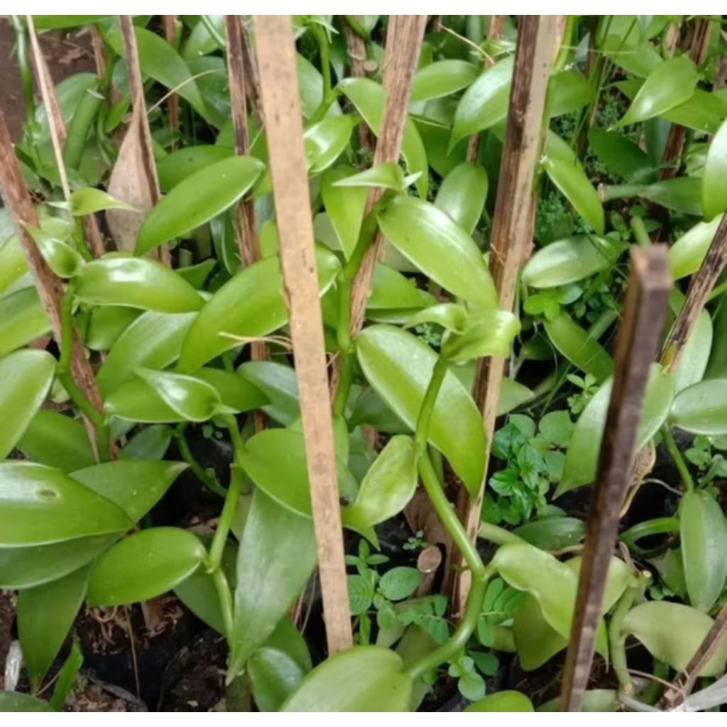 Bibit vanili 3 ruas 30cm cutting vanilla panili panila paneli vania 1 2 siap tanam kualitas unggul