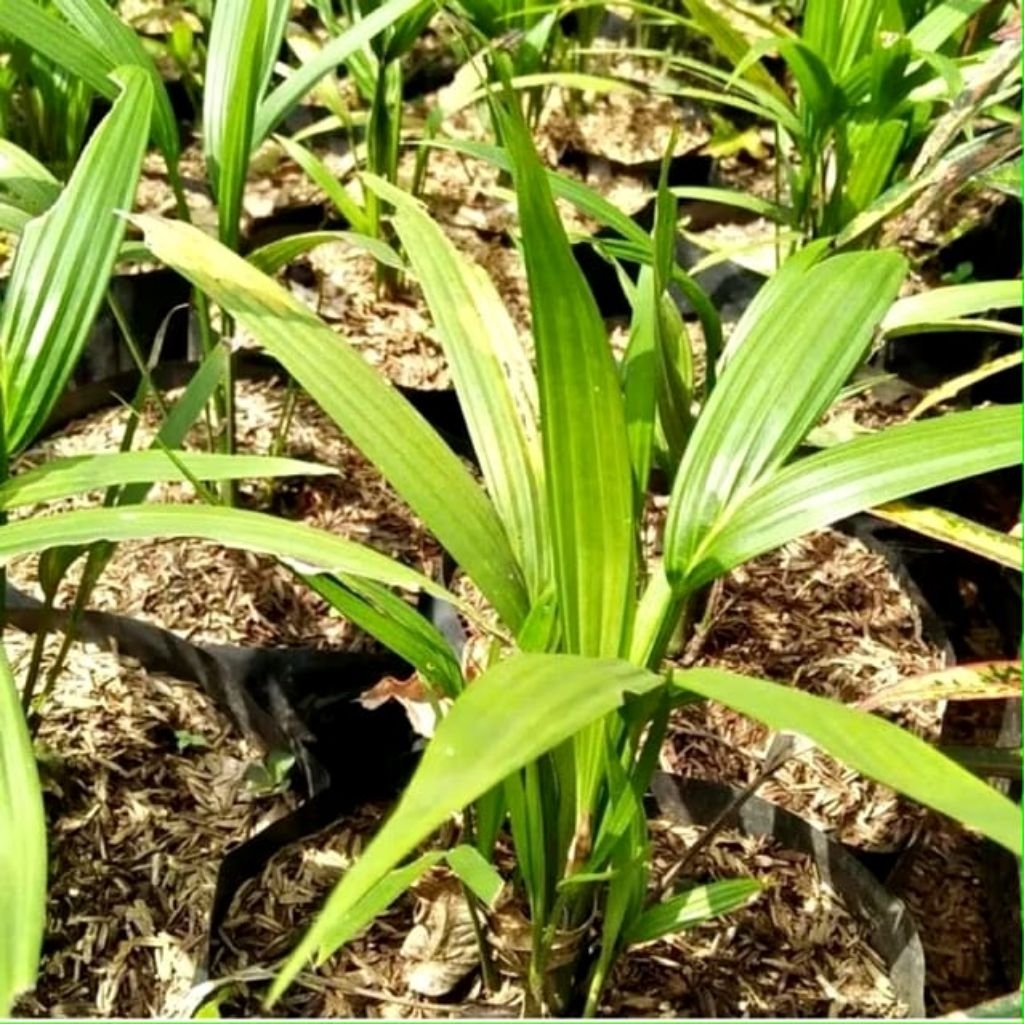 Tanaman hias Palm Merah / Tanaman Hidup Palem Merah