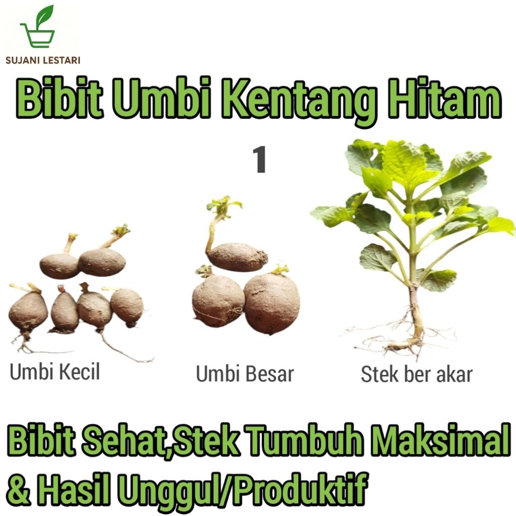 Bibit Umbi Kentang Hitam Sehat,Siap Semai - SUJANI LESTARI