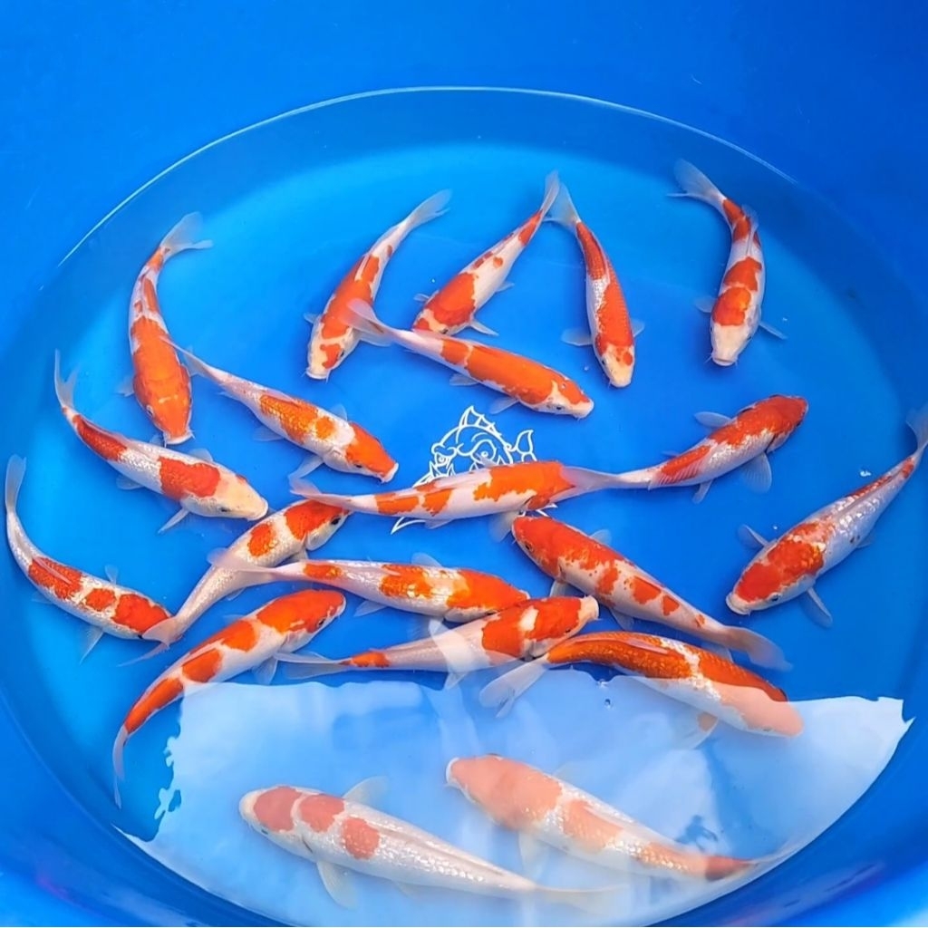(INSTANT) IKAN KOI KOHAKU IKAN HIAS AQUARIUM KOLAM