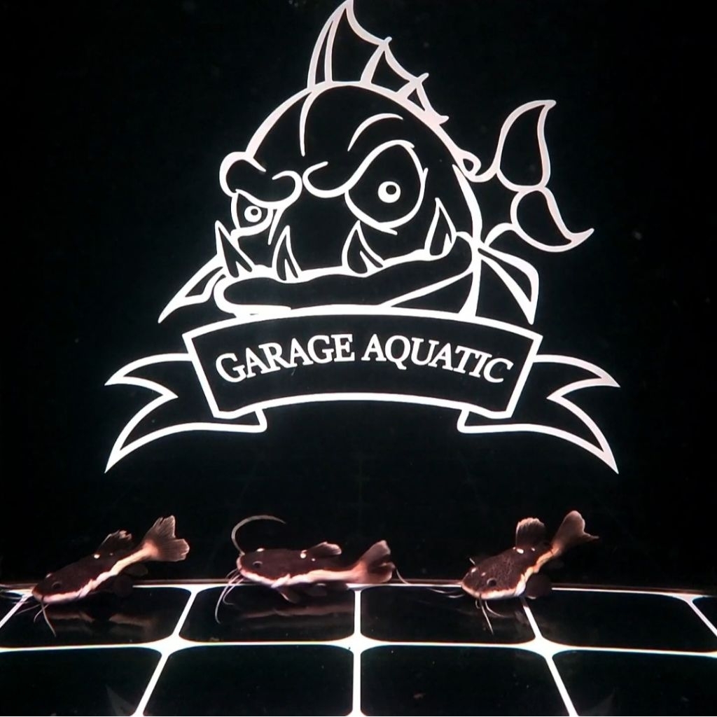 (INSTANT) RED TAIL CATFISH SHORT BODY RTC SB IKAN HIAS PREDATOR AQUARIUM KOLAM