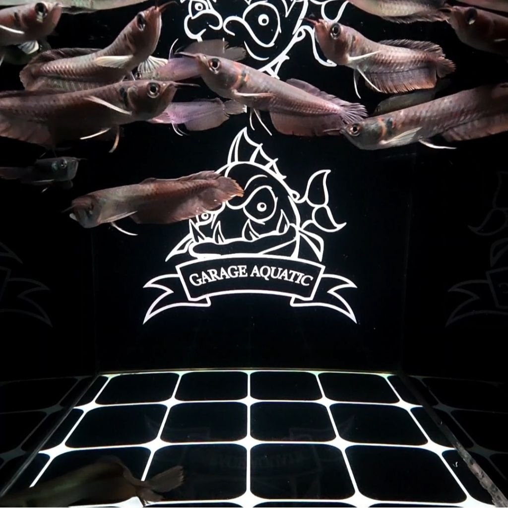 (INSTANT) AROWANA SILVER BRAZIL IKAN HIAS PREDATOR AQUARIUM KOLAM