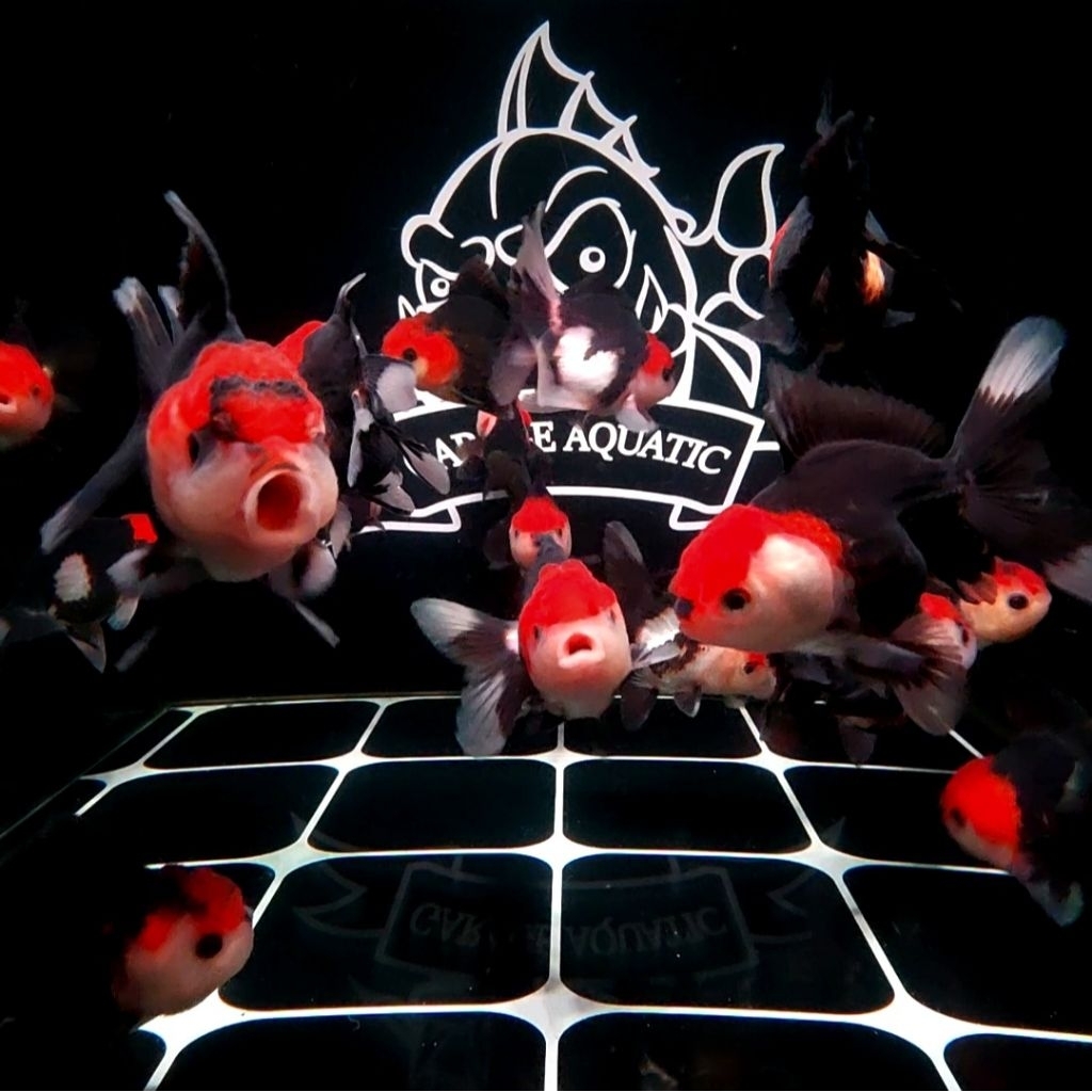 (INSTANT) IKAN KOKI ORANDA PANDA THREE COLORS 3C IKAN HIAS AQUARIUM KOLAM