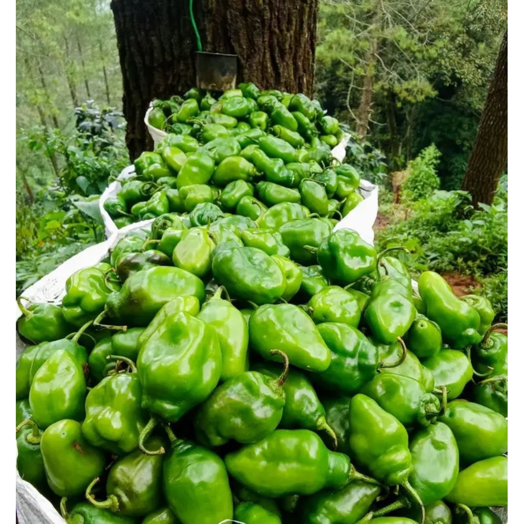 Cabe Gendot 1kg gratis ebi /cabai gendot viral