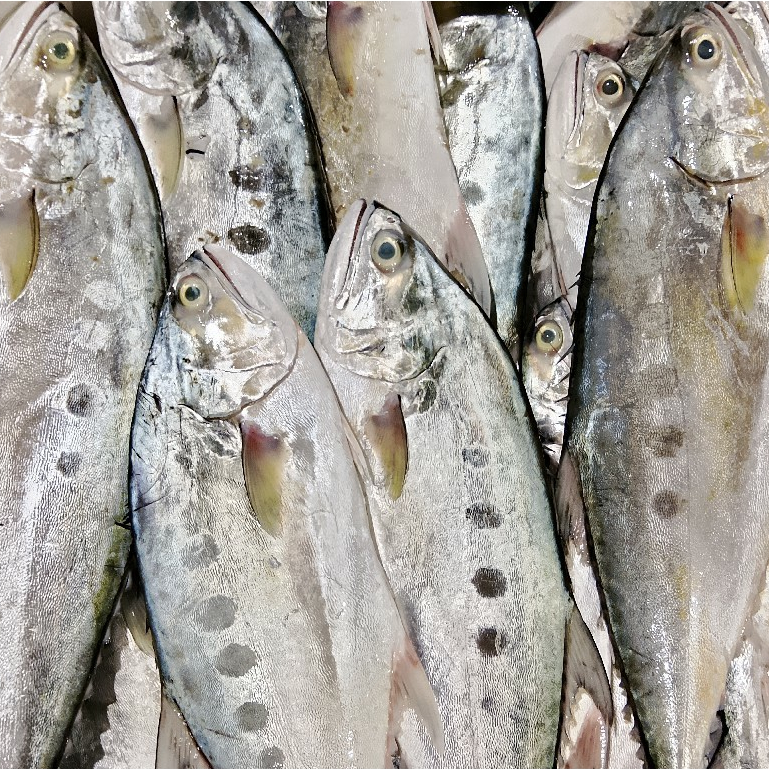 Ikan Talang Talang 1Kg Ikan Talang Talang Segar Seafood Ikan Laut Ikan Segar 1Kg