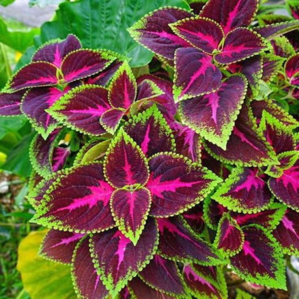 Tanaman Miana Batik Tanaman Miyana Batik Tanaman Hias Miana Batik Rimbun Sudah Berakar