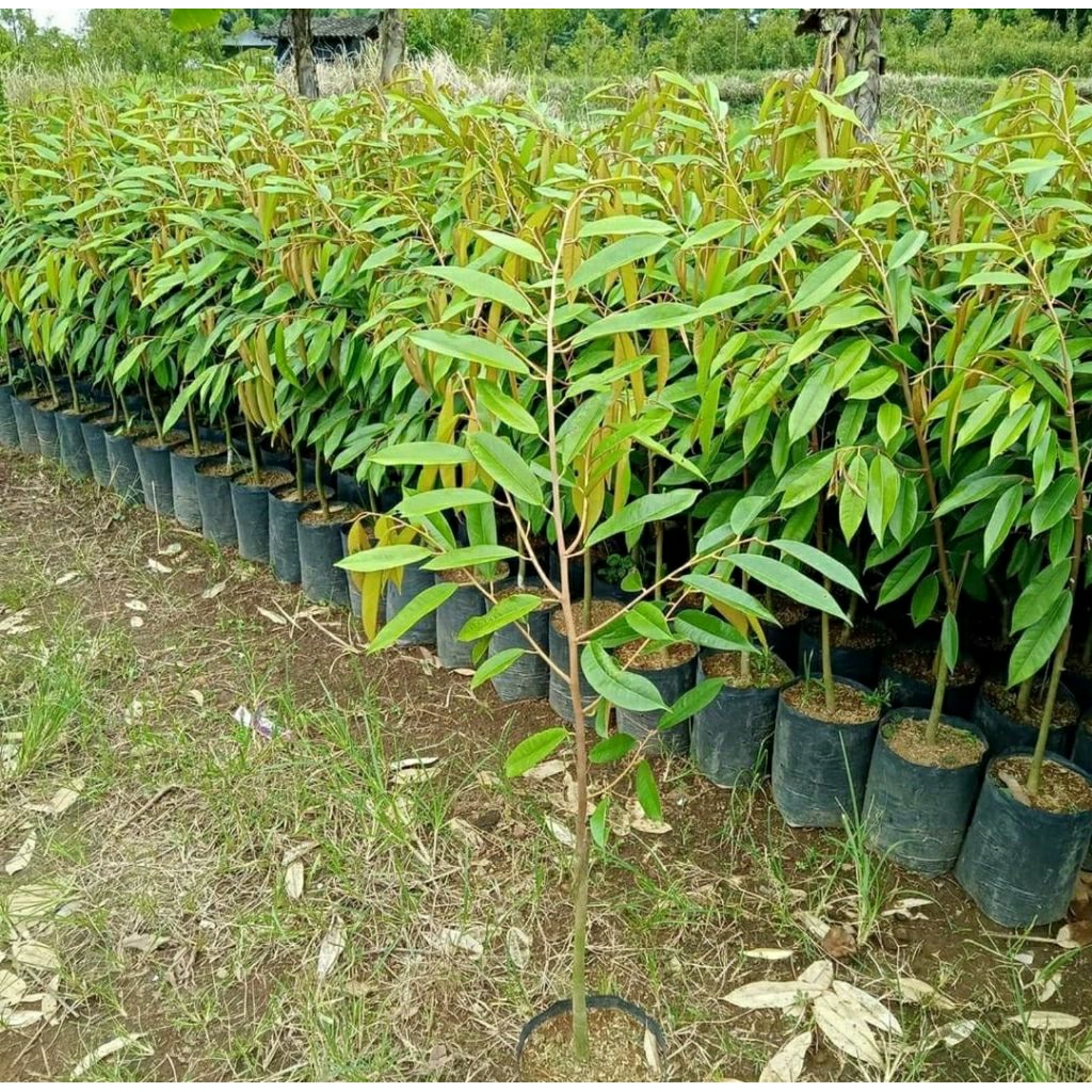 bibit durian musangking asli