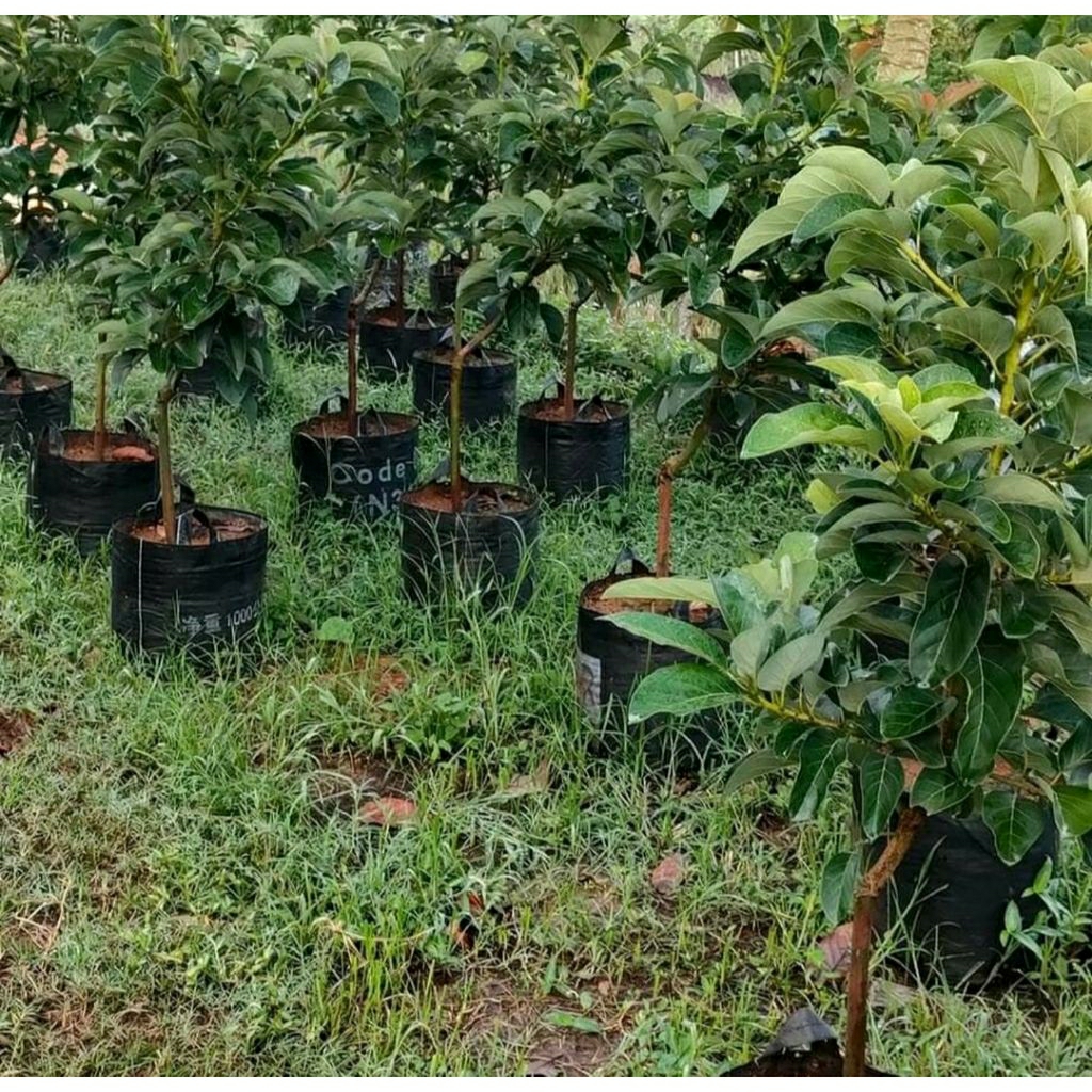 bibit alpukat jenis aligator hasil okulasi tinggi 1,5 meter siap tanam