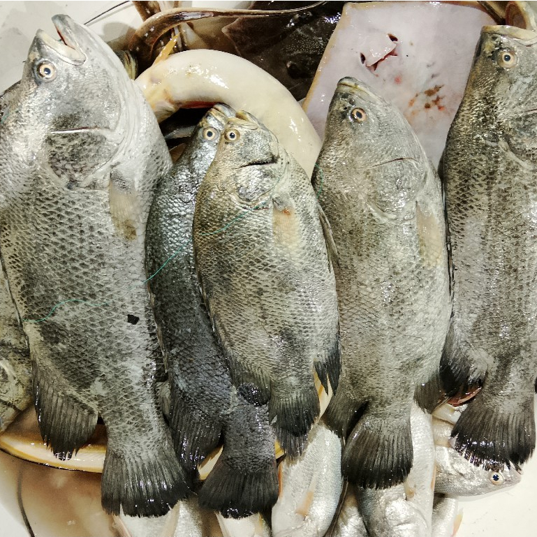 Ikan Kakap / Ikan Kakap Segar / Ikan Kakap 1kg / Ikan Kakap Hitam / Kakap Batu / Red Snnaper / Seafo