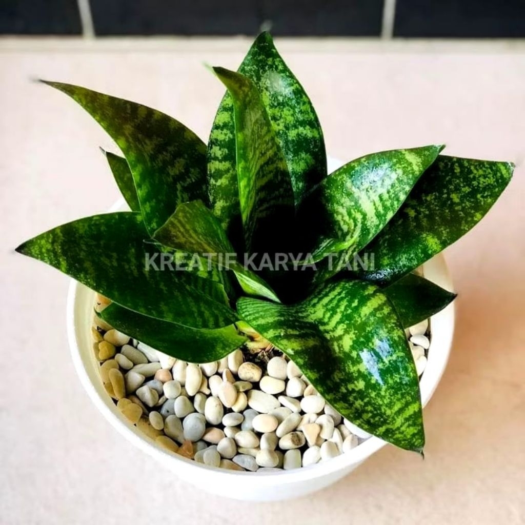 Tanaman hias sansivera mini hijau - Sansivera mini kodok - Sansivera mini hijau