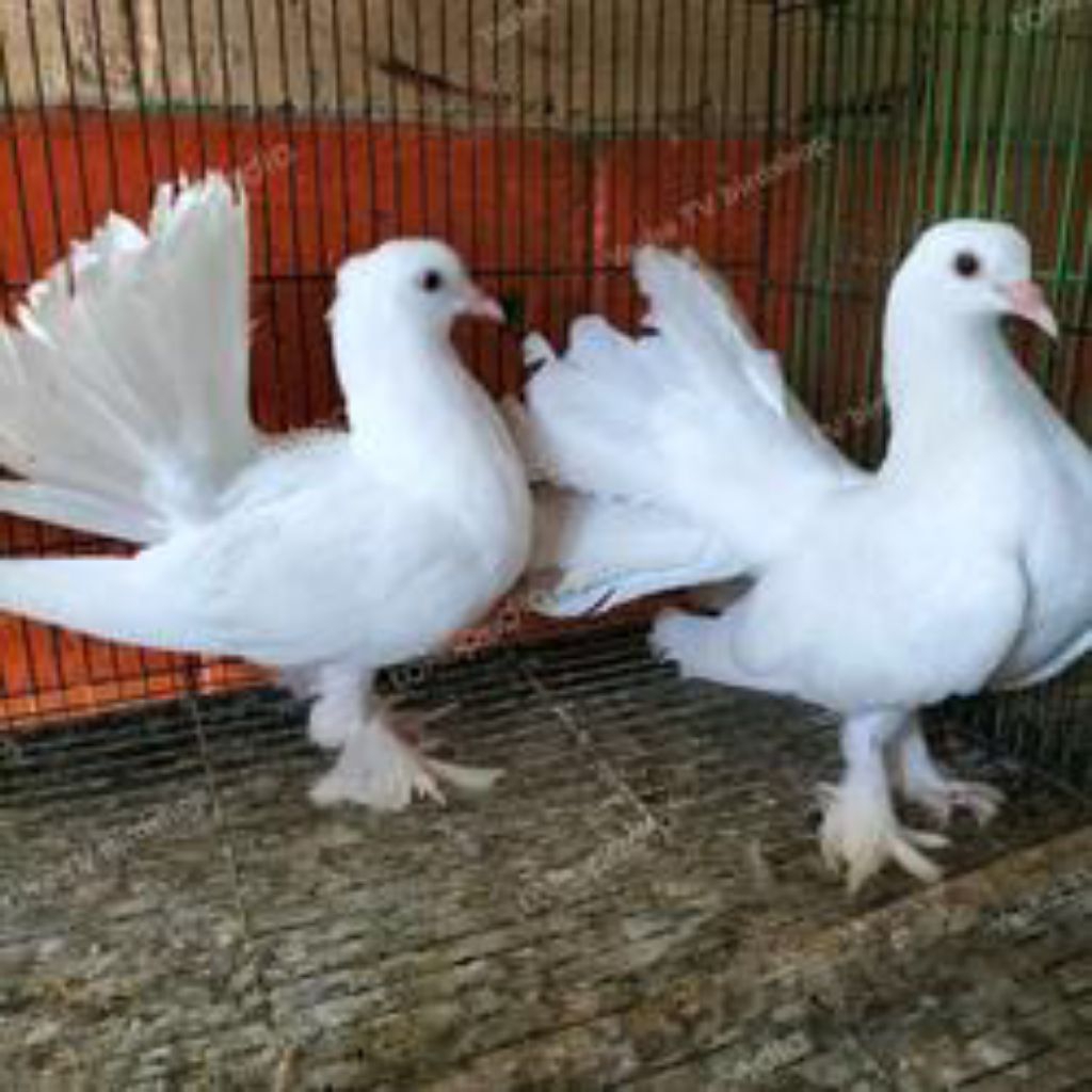 Ampirono_Mriki Burung Merpati Kipas Sepasang Pilihn