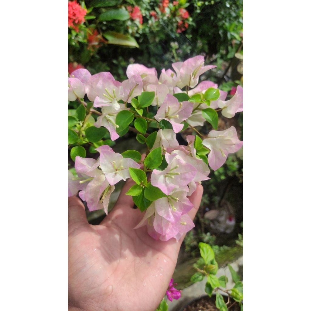 Bibit Bougenville Bengawan Solo