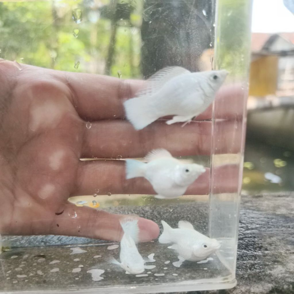 molly balon platinum roundtail