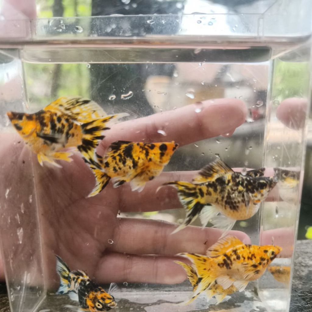 molly balon tiger/leopard lyretail