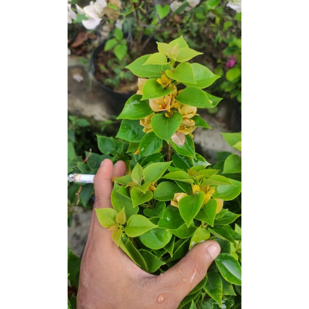 Bibit Bougenville Singapore Kuning