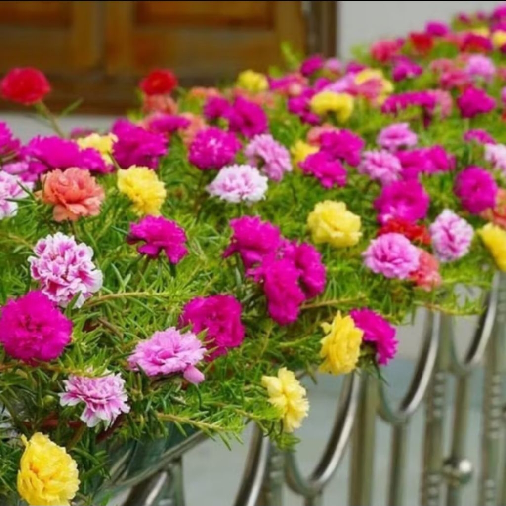 PROMO MURAH KROKOT BOMBAY BUNGA RAINBOW