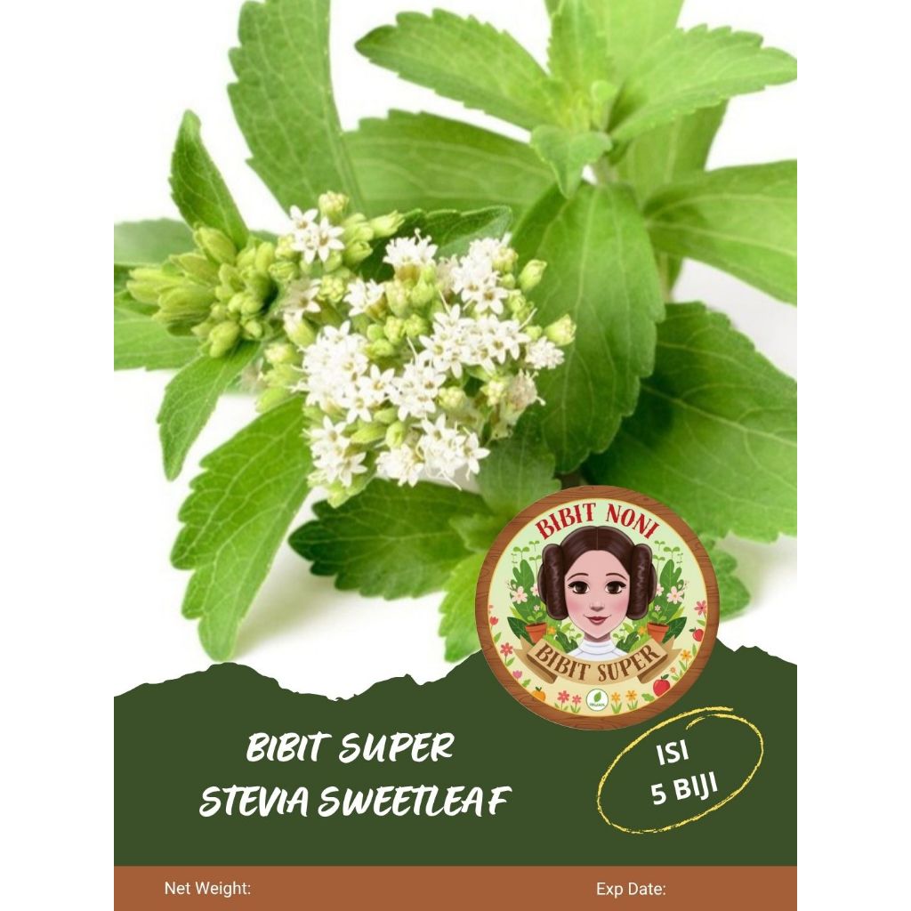 Bibit Super Stevia Sweetleaf | Biji Benih Stevia Sweetleaf