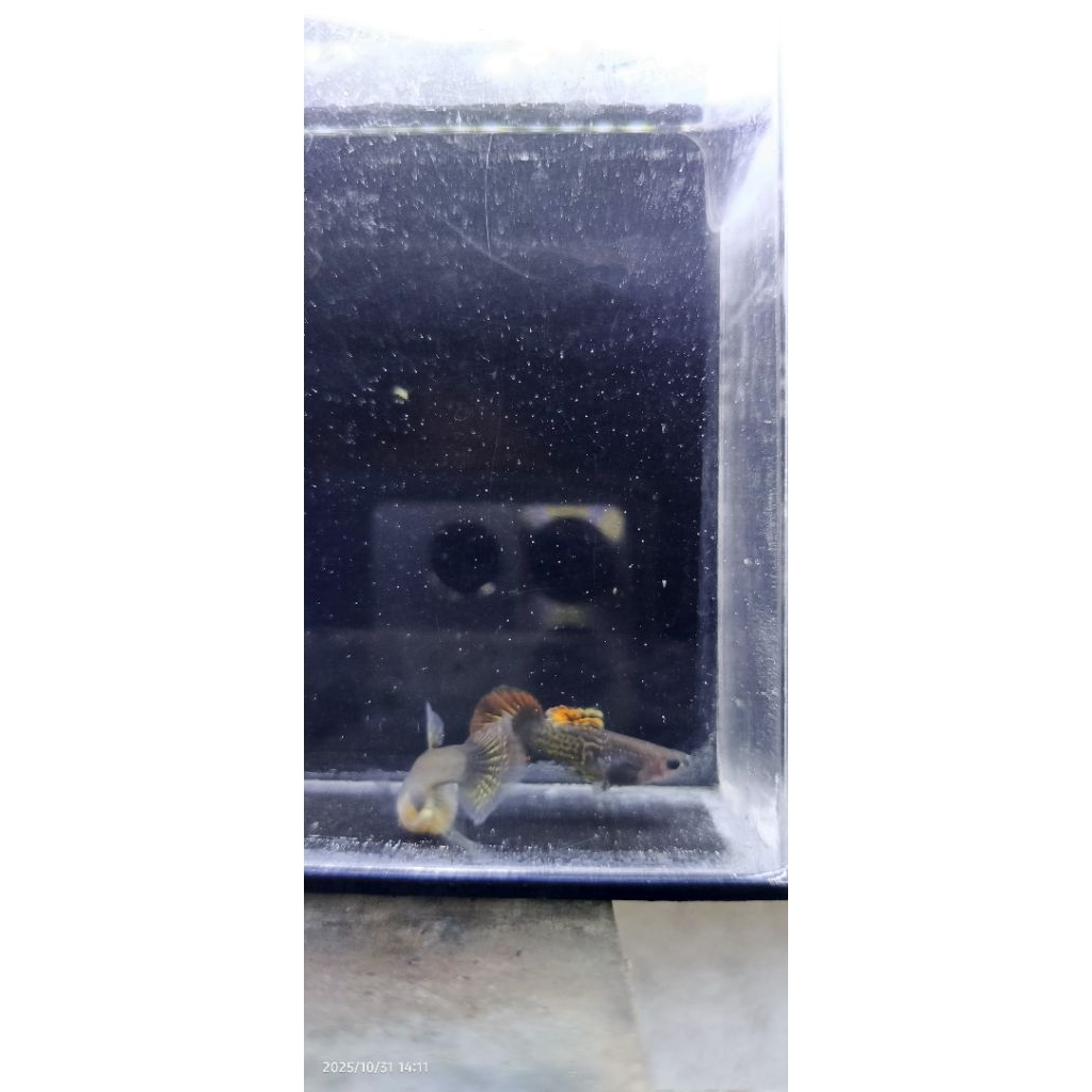 Pakan Guppy Red Dragon Glassbelly Ribbon Pasangan