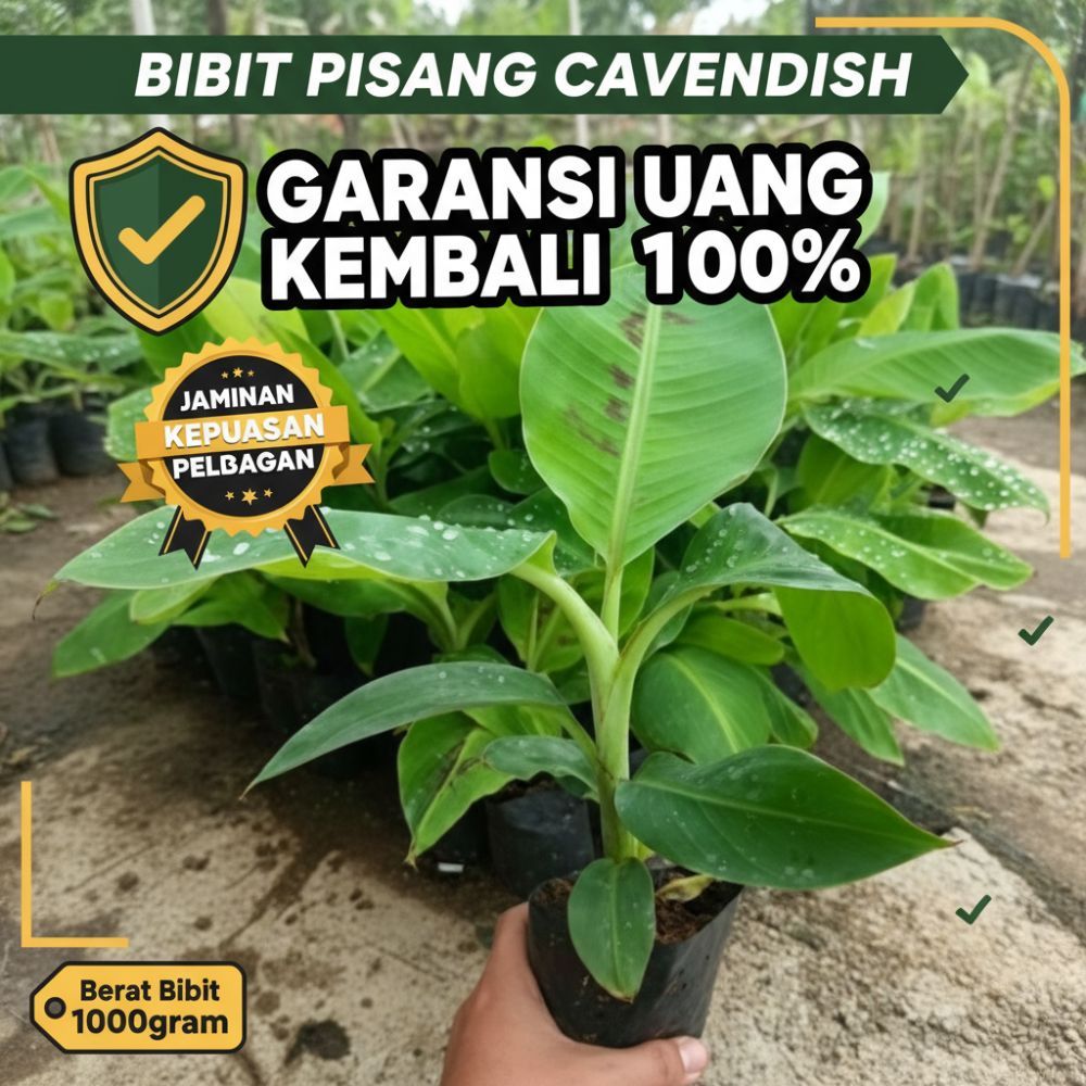 BIBIT SUPER  Tanaman Pisang Cavendish Pendek - Tanaman Pisang Cavendish Super