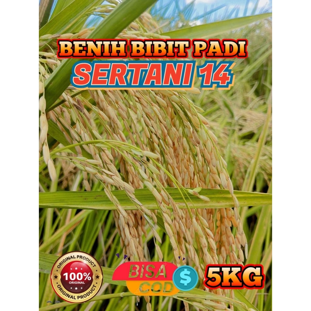 BENIH BIBIT PADI SERTANI 14 KEMASAN 5KG