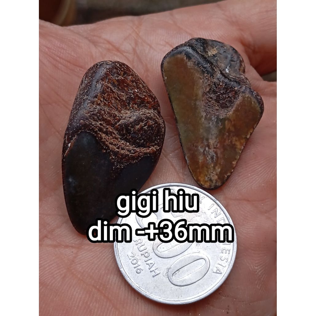 batu megalodon/batu giok/batu bacan/batu garut