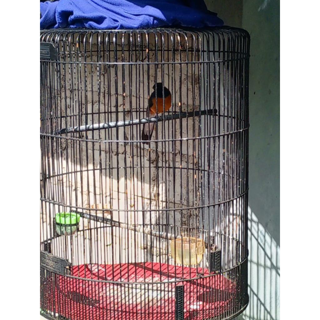 tangkringan kayu kopi model lengkung pj 60 cm