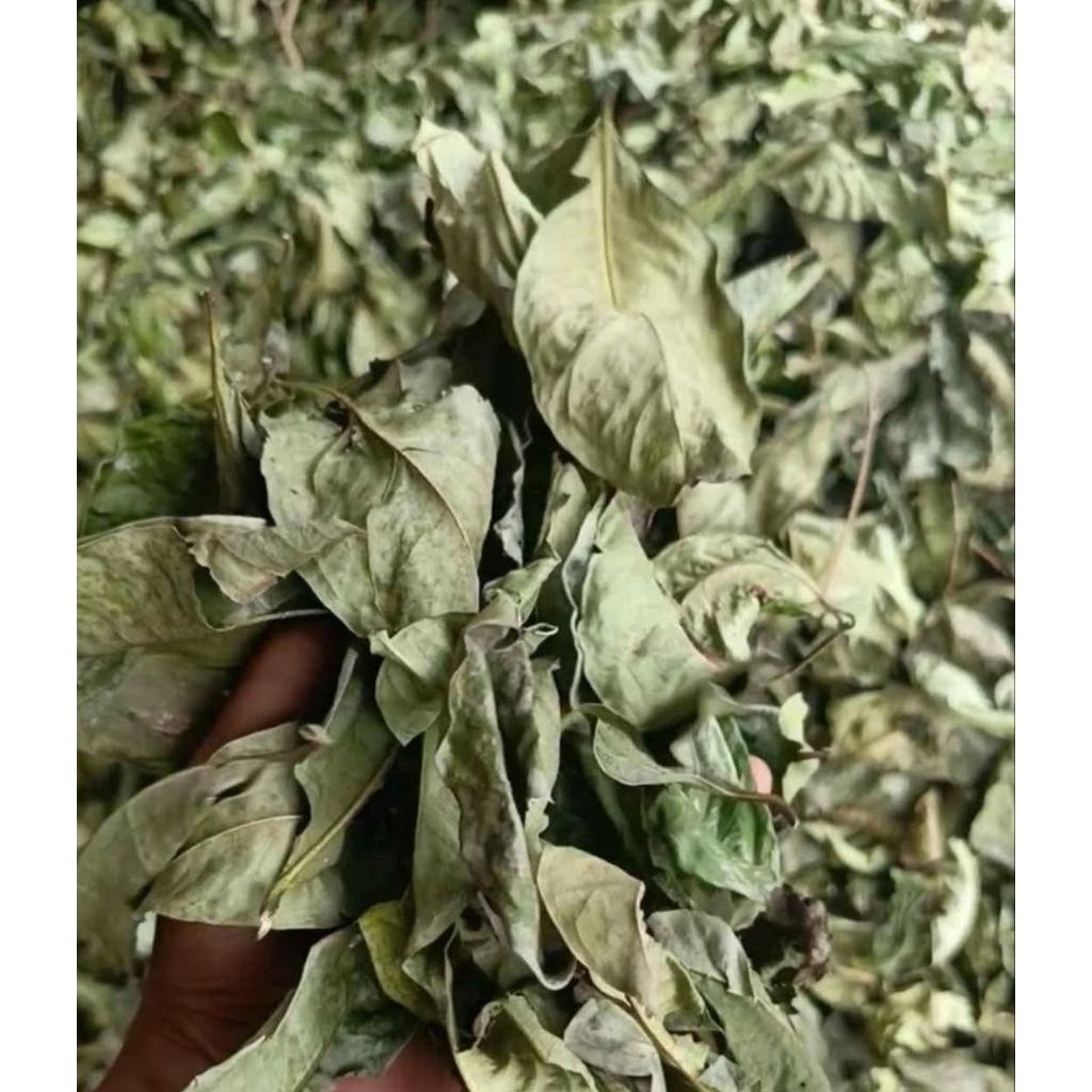 Daun salam kering 1 kg / 500gram
