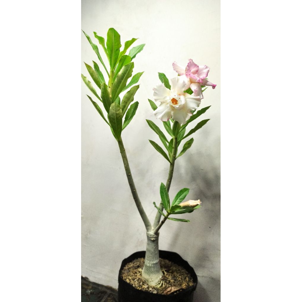 Adenium ID Pinky Love 2 Sudah Berbunga - Bunga Tumpuk