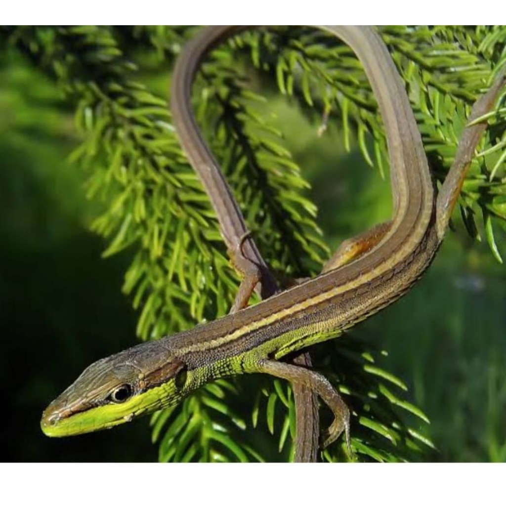 mainan hidup kadal rumput ekor panjang/orong oronggm