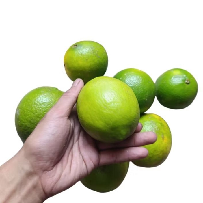 BUAH LEMON CALIFORNIA 1KG isi 6-13
