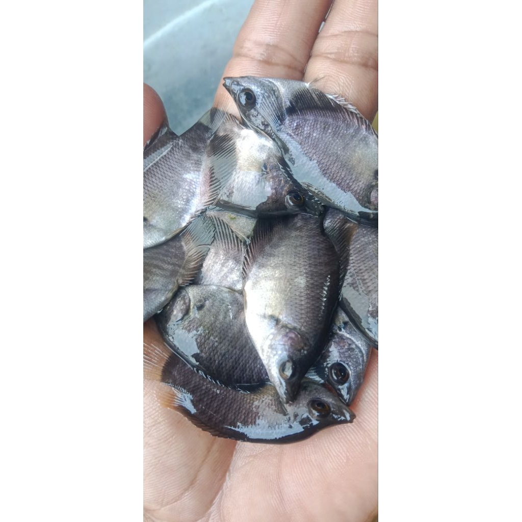Bibit Ikan Gurame Soang Hidup Ukuran Korek Gas – Cepat Besar & Tahan Cuaca