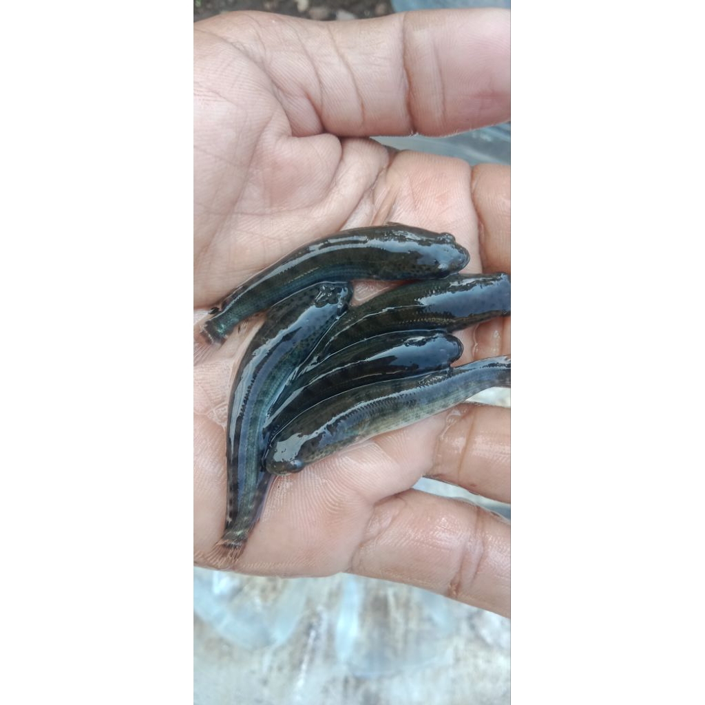 paket 20 ekor +bonus 3 bibit ikan gabus konsumsi ukuran 5-6 cm