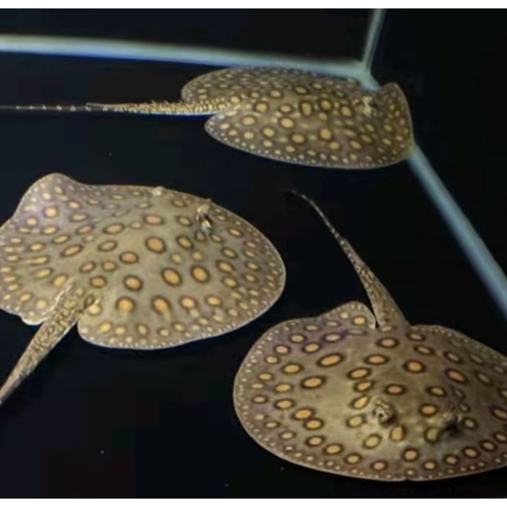 Pari Motoro - Ikan Hias Aquarium