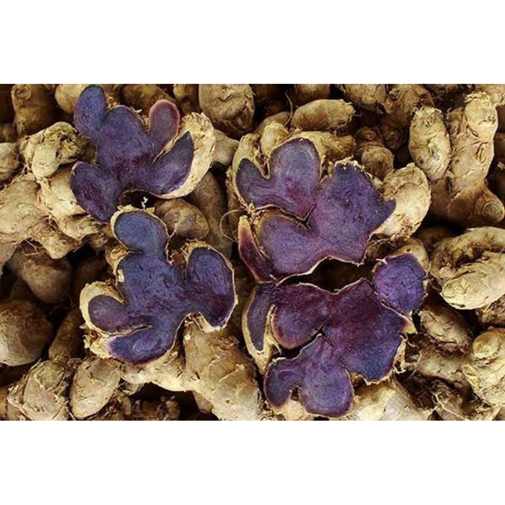 kunyit hitam rempah herbal kunyit hitam 500 gram