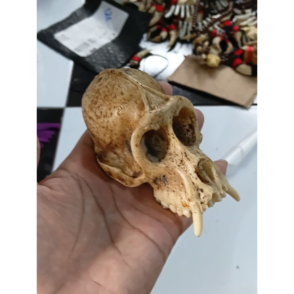 tengkorak replika kepala monyet