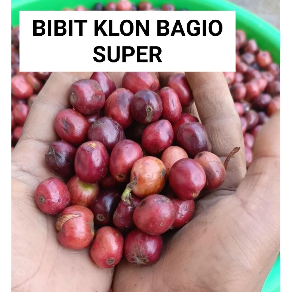 Bibit Semai Kopi Robusta Super Klon Bagio Biji Besar 1 Kg