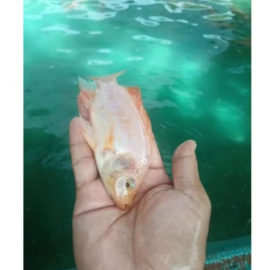 BIBIT IKAN NILA MERAH SIZE 3-4 JARI [1 KG]