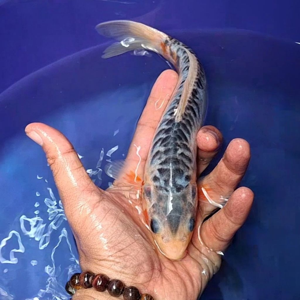 Ikan Koi Blitar Jenis Shusui / Rumah Koi Jakarta / kode 0017