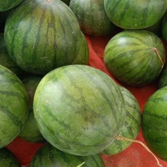 Buah Semangka Bulat Segar - Pasar Makassar