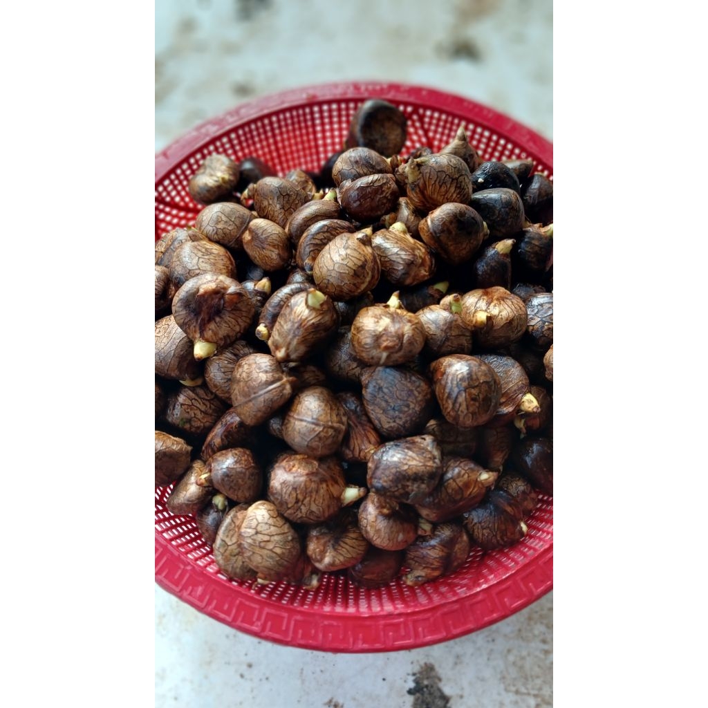 beton kluwih biji kulur fresh biji timbul biji kluwih beton 1kg