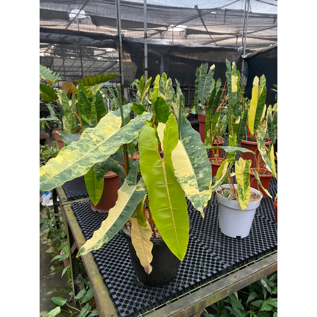 Philodendron billietiae varigata