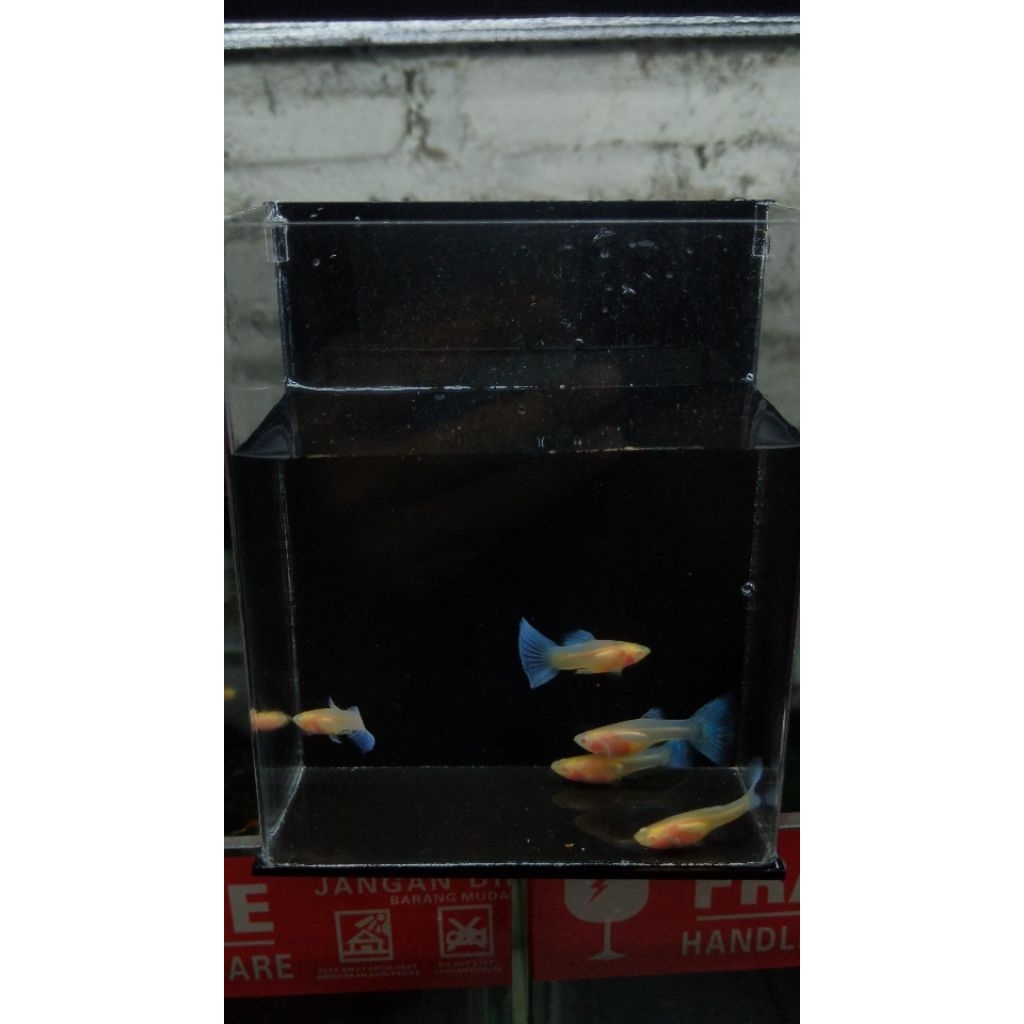 Guppy Blue sky/sky blue glassbelly