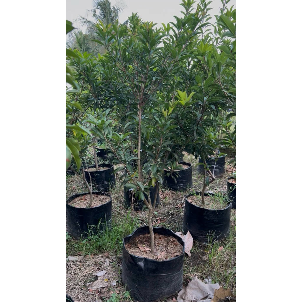 Indukan Sawo Manila Super Rimbun Kondisi Berbuah atau Berbunga (Dikirim Packing Kayu)