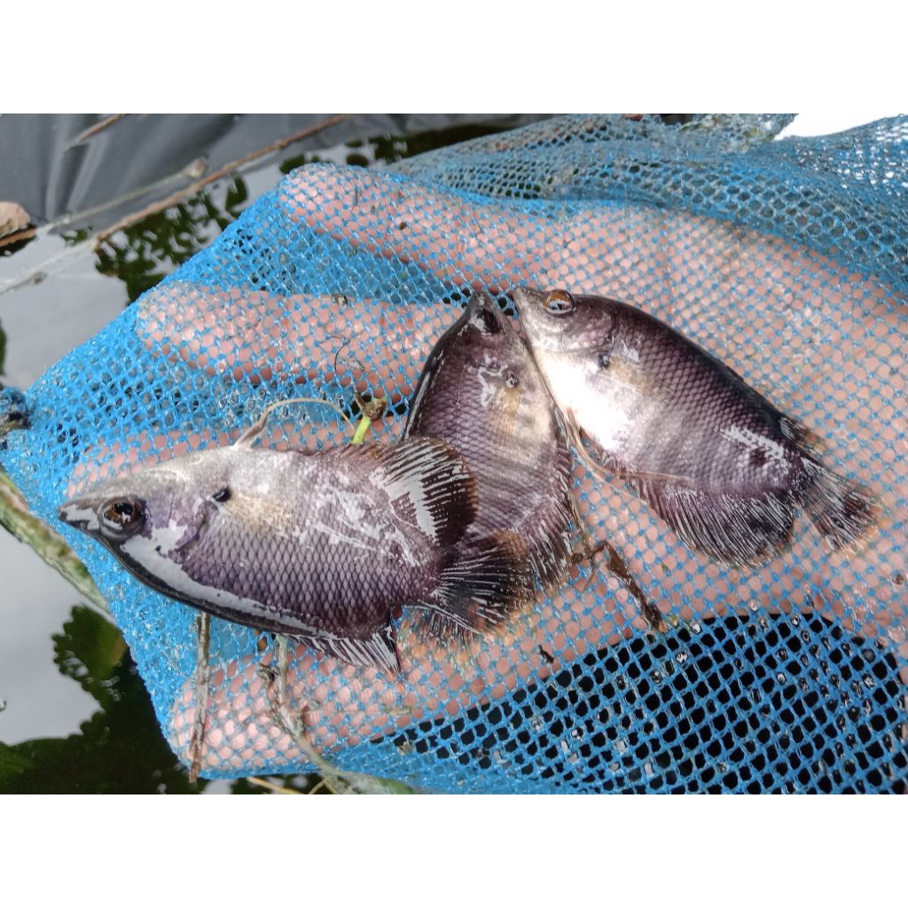 bibit ikan gurame uk silet, paket 100 ekor
